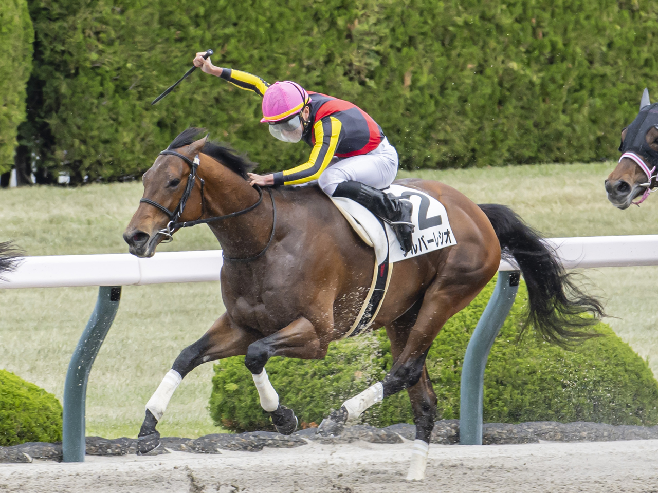 シルバーレシオ