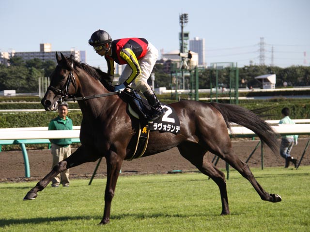  Blood　ロイヤルブラッド　サラブレッド　サンデーサイレンス Sunday Thoroughbred Club サンデーサラブレッドクラブ