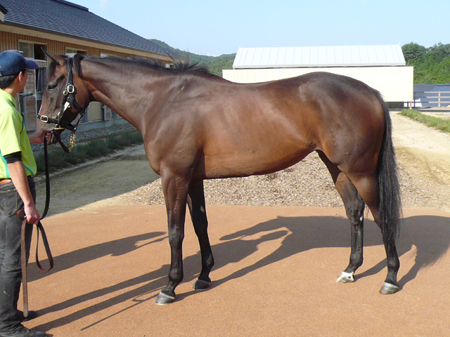 Sunday Thoroughbred Club サンデーサラブレッドクラブ