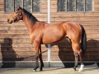 Sunday Thoroughbred Club サンデーサラブレッドクラブ