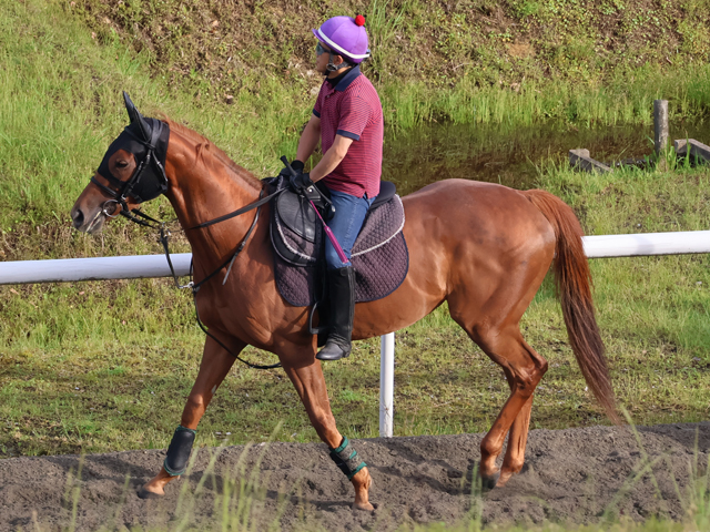 ブルーローズ様 Sunday Thoroughbred Club サンデーサラブレッドクラブ