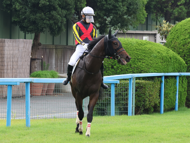 Sunday Thoroughbred Club サンデーサラブレッドクラブ