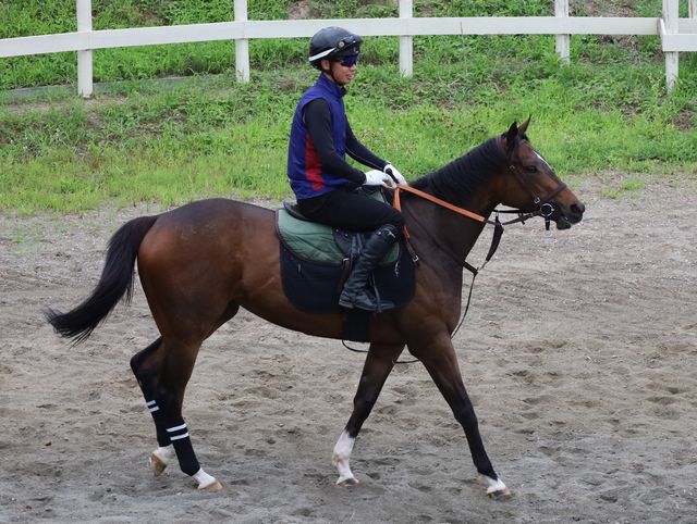 Sunday Thoroughbred Club サンデーサラブレッドクラブ