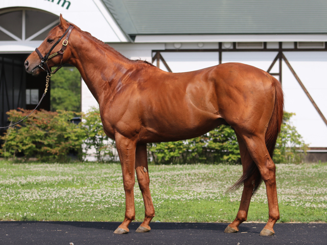 Sunday Thoroughbred Club サンデーサラブレッドクラブ