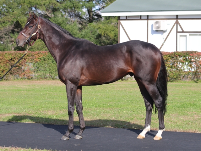 Sunday Thoroughbred Club サンデーサラブレッドクラブ