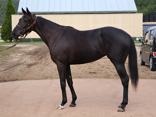 Sunday Thoroughbred Club サンデーサラブレッドクラブ