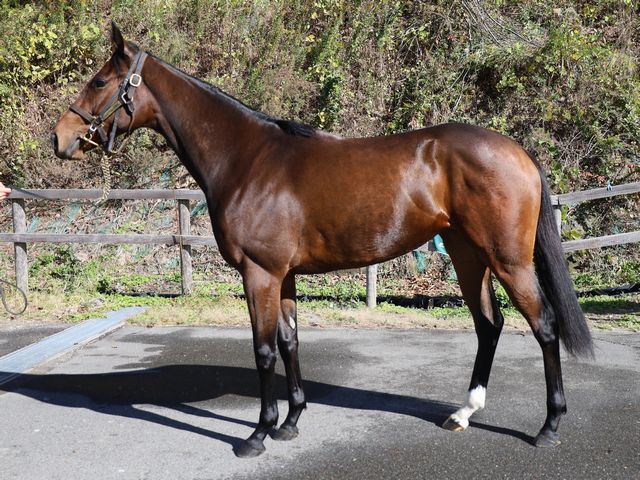 Sunday Thoroughbred Club サンデーサラブレッドクラブ