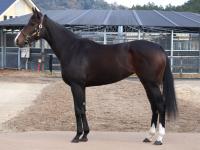 Sunday Thoroughbred Club サンデーサラブレッドクラブ