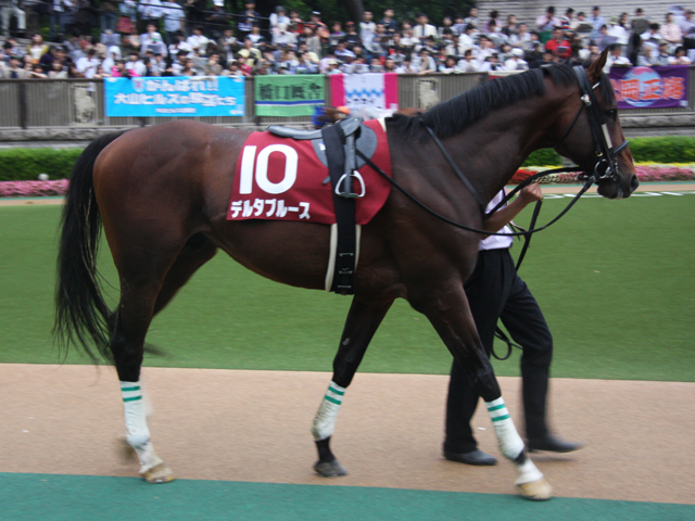 Sunday Thoroughbred Club サンデーサラブレッドクラブ