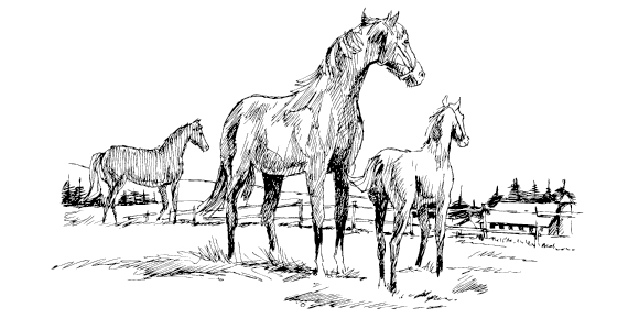 高揚をくれる多くの活躍馬たち